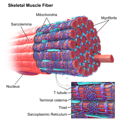 rysunek struktury ludzkiego mięśnia