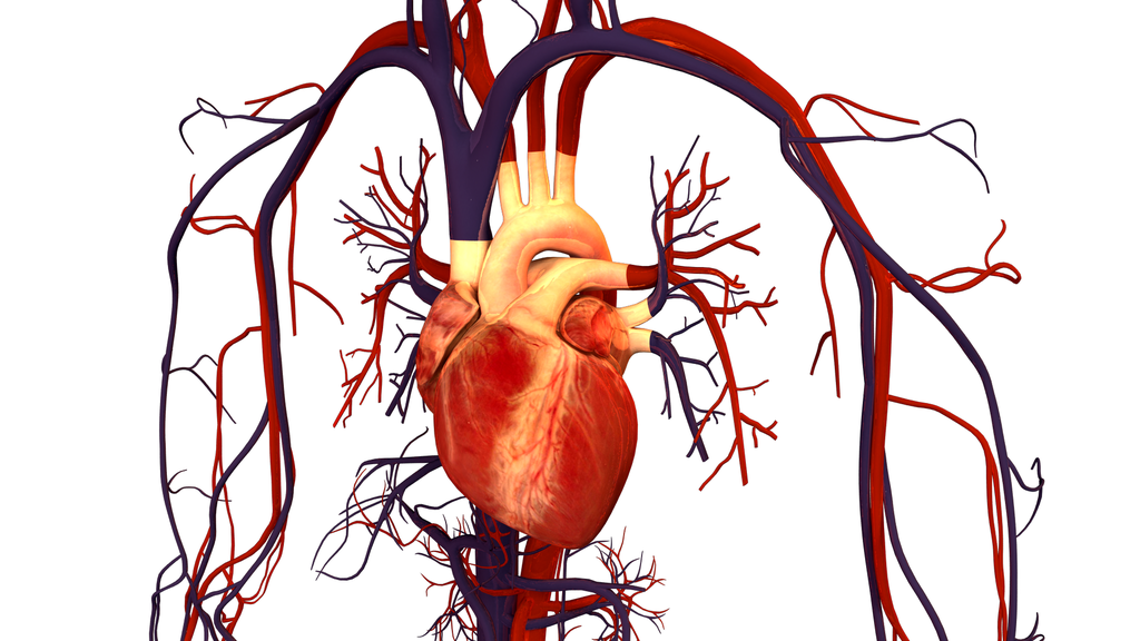 grafika przedstawiająca ludzkie serce i odchodzące od niego żyły i tętnice
